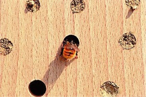 Schwegler Hardwood Insect Block, hyönteishotelli